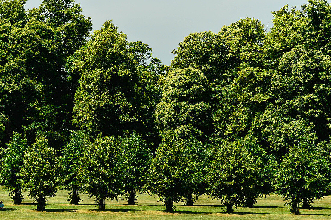 Herrlicher, alter Baumbestand an einem Sommertag in einem Park, Lincolnshire, England