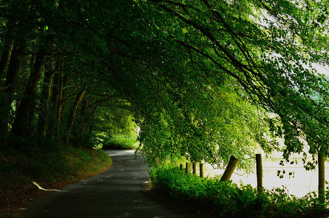 Verwunschene Allee in einem Waldstück bei Slane, County Meath, Irland