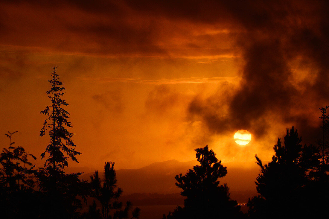 Dramatischer Sonnenuntergang am Waldrand beim Killarney National Park, County Kerry, Irland