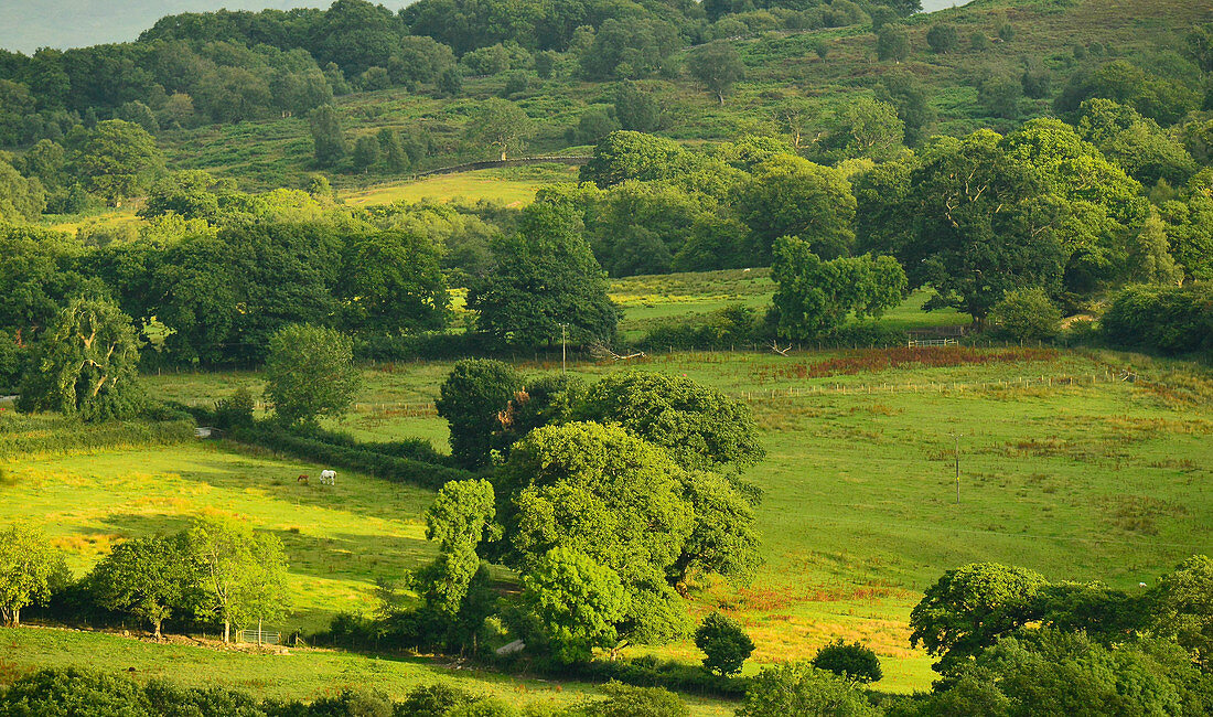 Hügellandschaft mit grünen Feldern und Wald bei Rhydlanfair, Wales, England