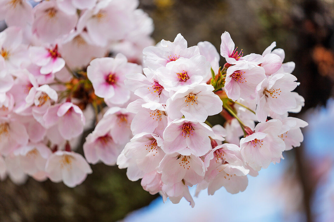 Kirschblüte, Kyoto, Japan, Asien