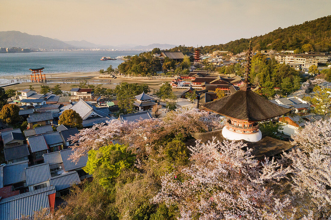 Kirschblüte, Insel Miyajima, Präfektur Hiroshima, Honshu, Japan, Asien