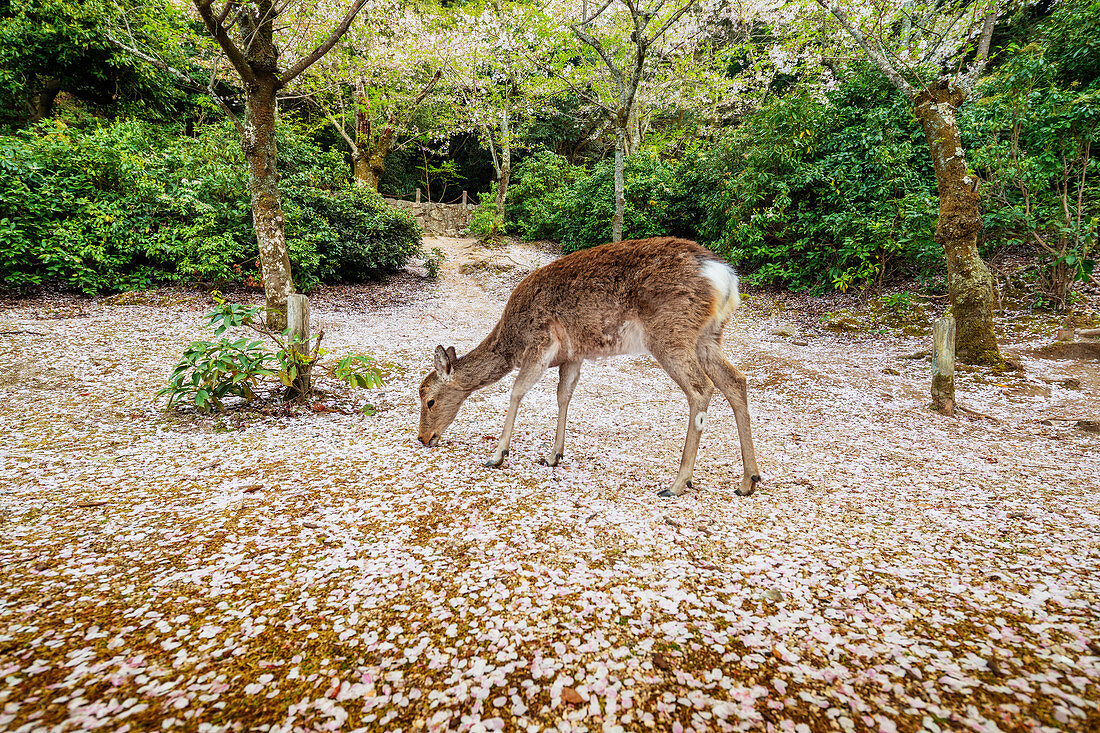 Hirsche und Kirschblüten, Miyajima Island, Präfektur Hiroshima, Honshu, Japan, Asien