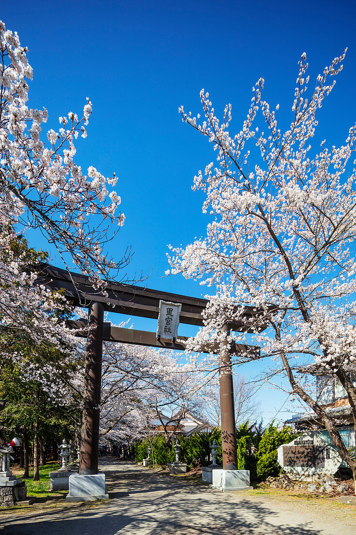 Kirschblüte und ein Torii-Tor, Präfektur Yamanashi, Honshu, Japan, Asien