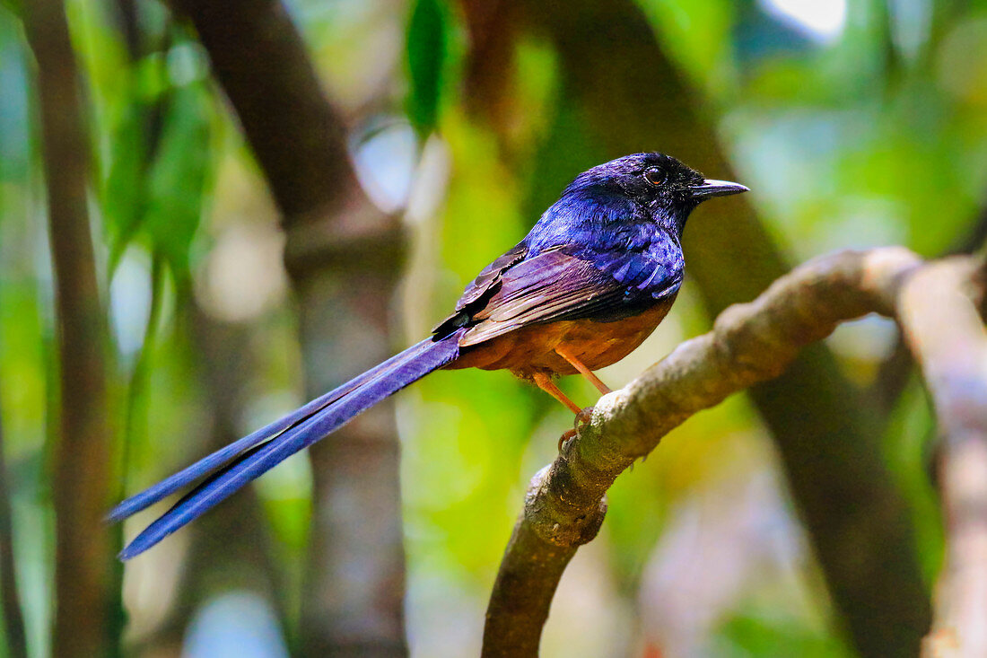 Weißrumpiges Shama (Kittacincla malabarica), ein Vogel, der dichten Dschungel bevorzugt, Koh Rong Sanloem Insel, Sihanoukville, Kambodscha, Indochina, Südostasien, Asien