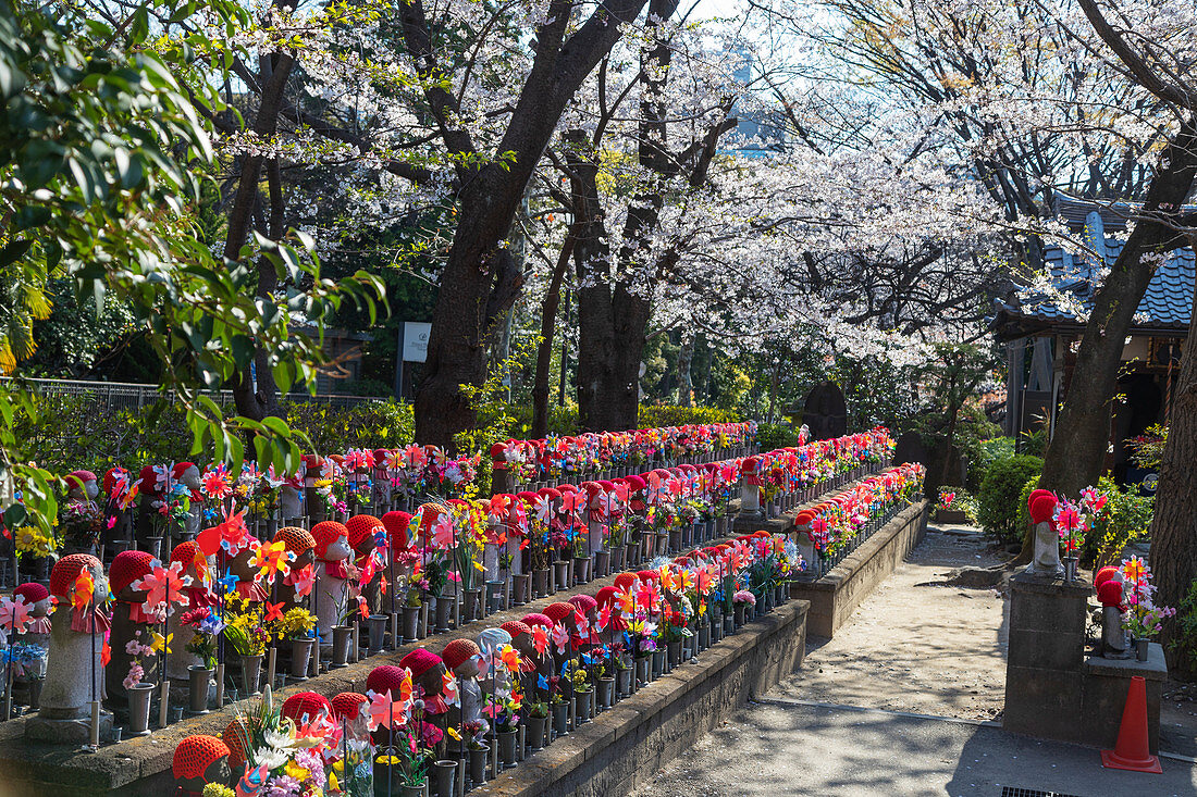 Spring cherry blossoms and Jizo statues, guardian deities of children, Zojoji Temple, Tokyo, Japan, Asia
