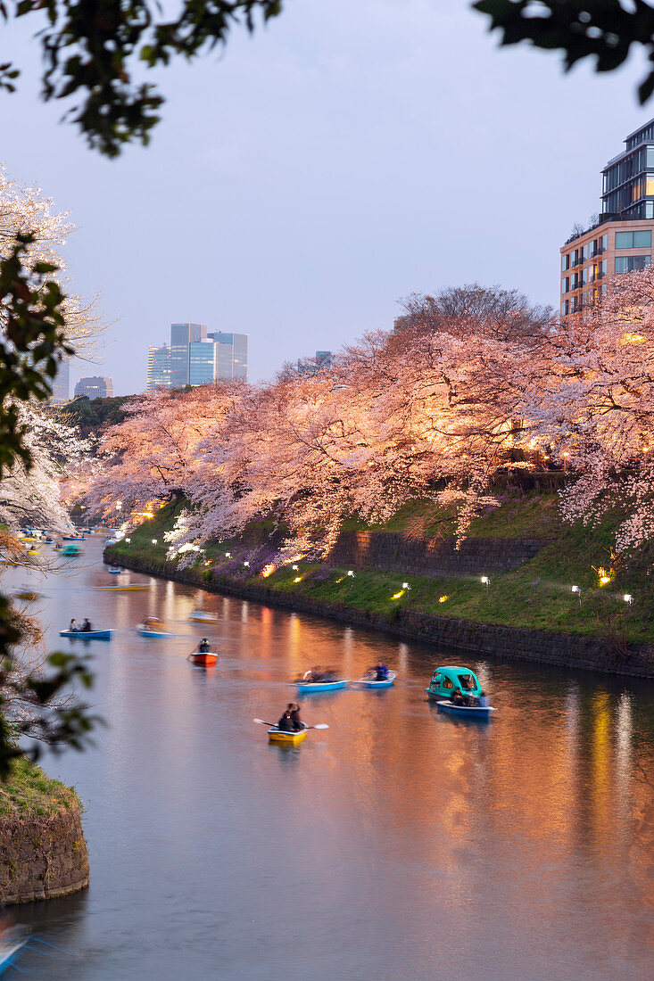 Frühlingskirschblüte, Chidorigafuchi, Chiyoda ku, Tokio, Japan, Asien