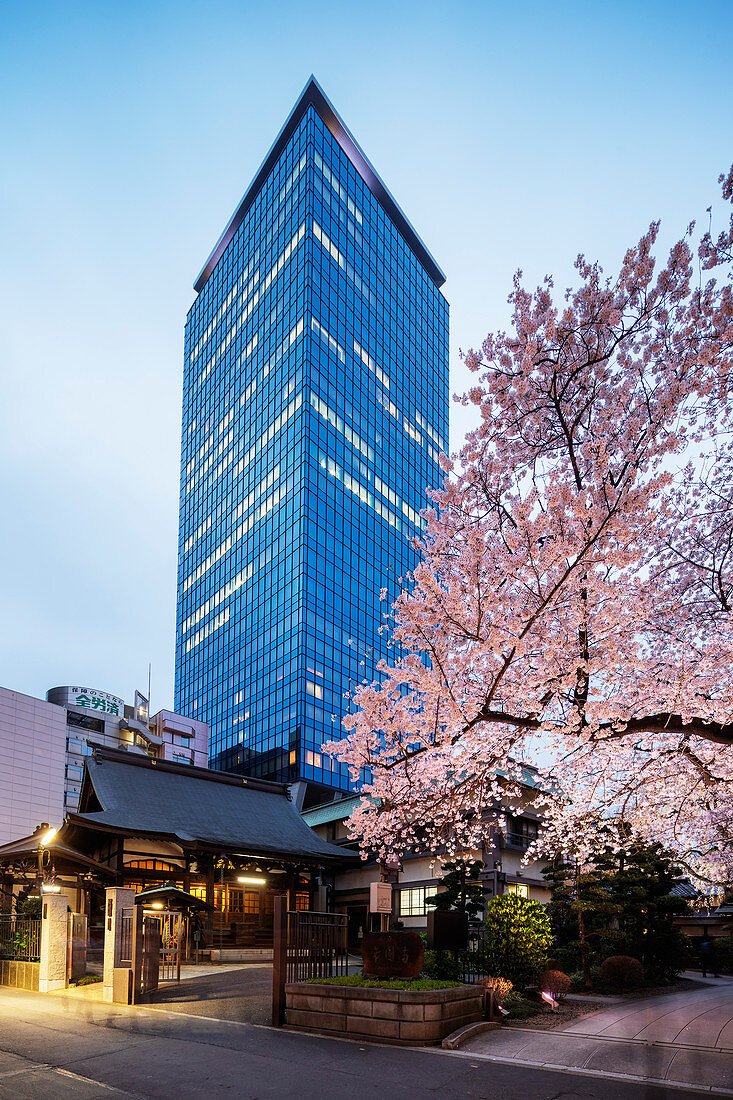 Spring cherry blossoms, Joenji Temple, Shinjuku, Tokyo, Japan, Asia