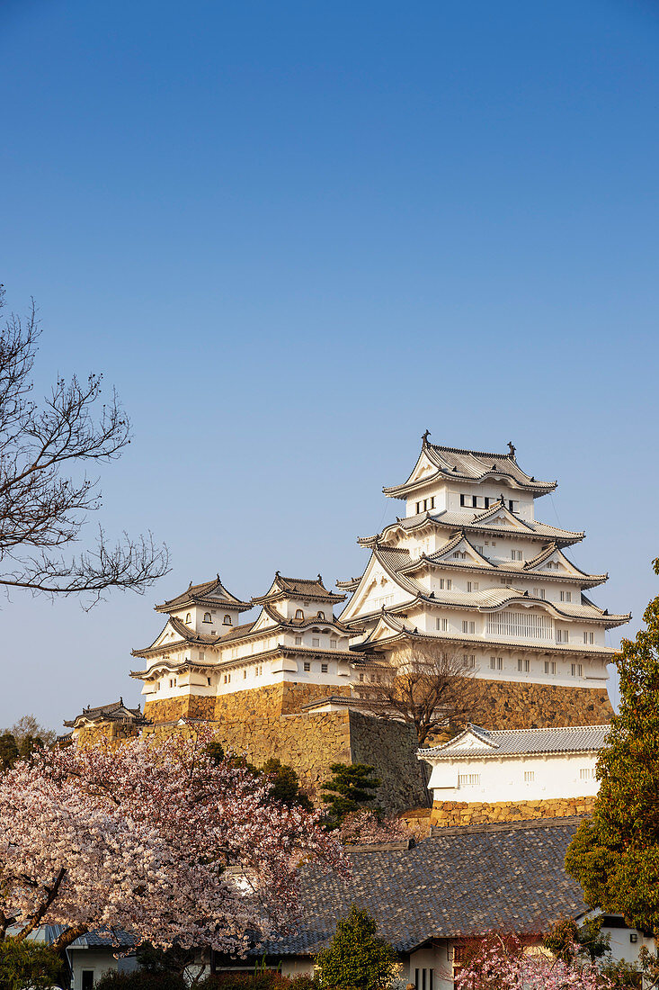 Kirschblüte auf der Burg Himeji des 17. Jahrhunderts, UNESCO-Weltkulturerbe, Hyogo, Japan, Asien