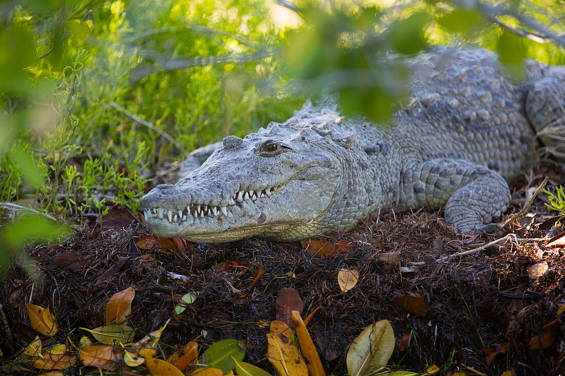 Beulenkrokodil (Crocodylus Moreletii), Biosphärenreservat Rio Lagartos, Rio Lagartos, Yucatan, Mexiko, Nordamerika