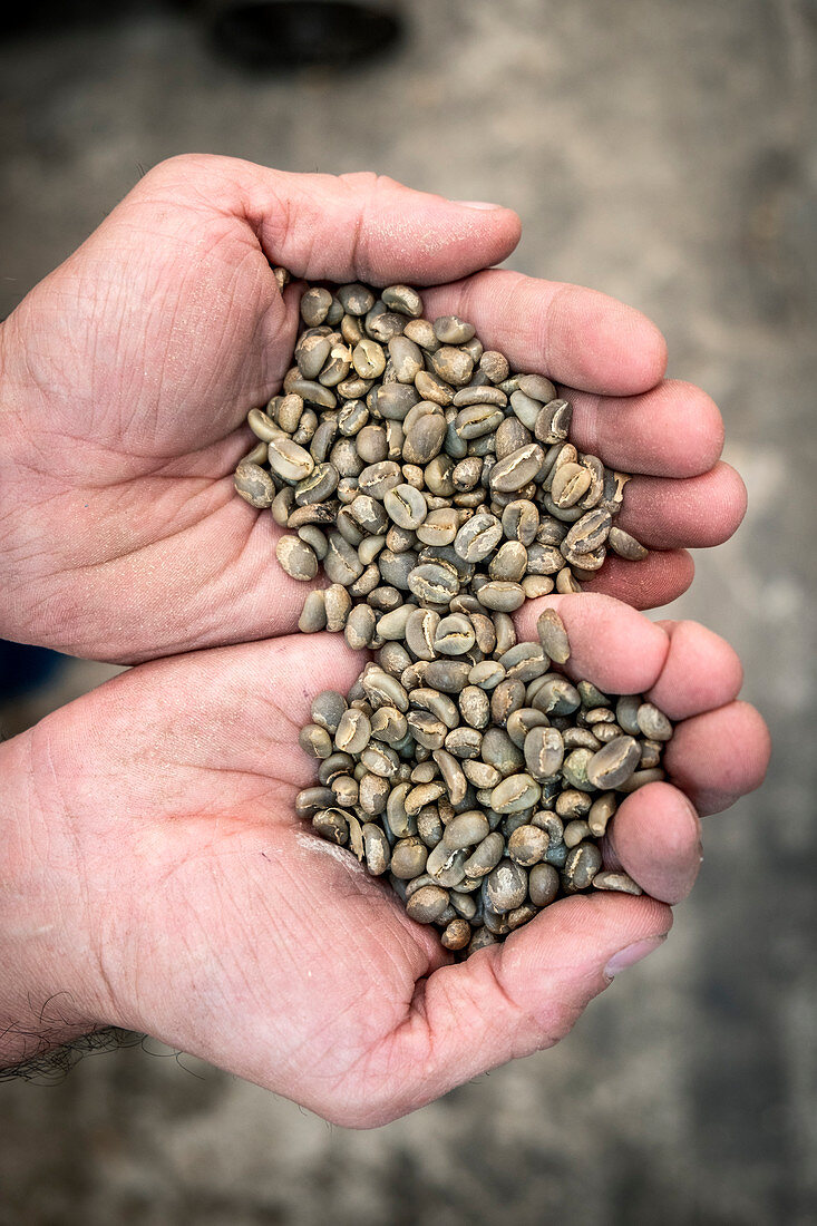 Rohe Kaffeebohnen, Kolumbien, Südamerika