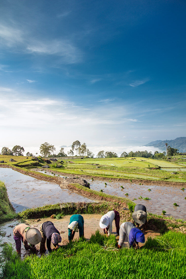 Reisbauern in Reisfeldern, Tana Toraja, Sulawesi, Indonesien, Südostasien, Asien