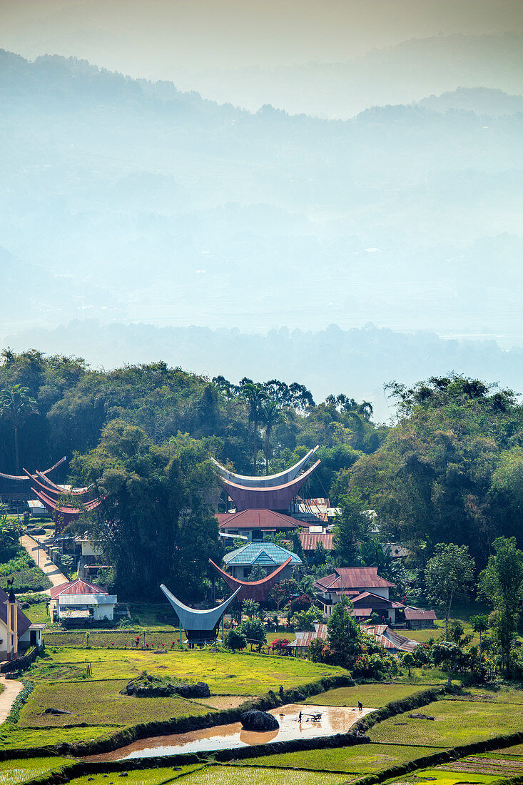 A rice farming village with traditional Torajan Tongkonan long houses, Tana Toraja, Sulawesi, Indonesia, Southeast Asia, Asia