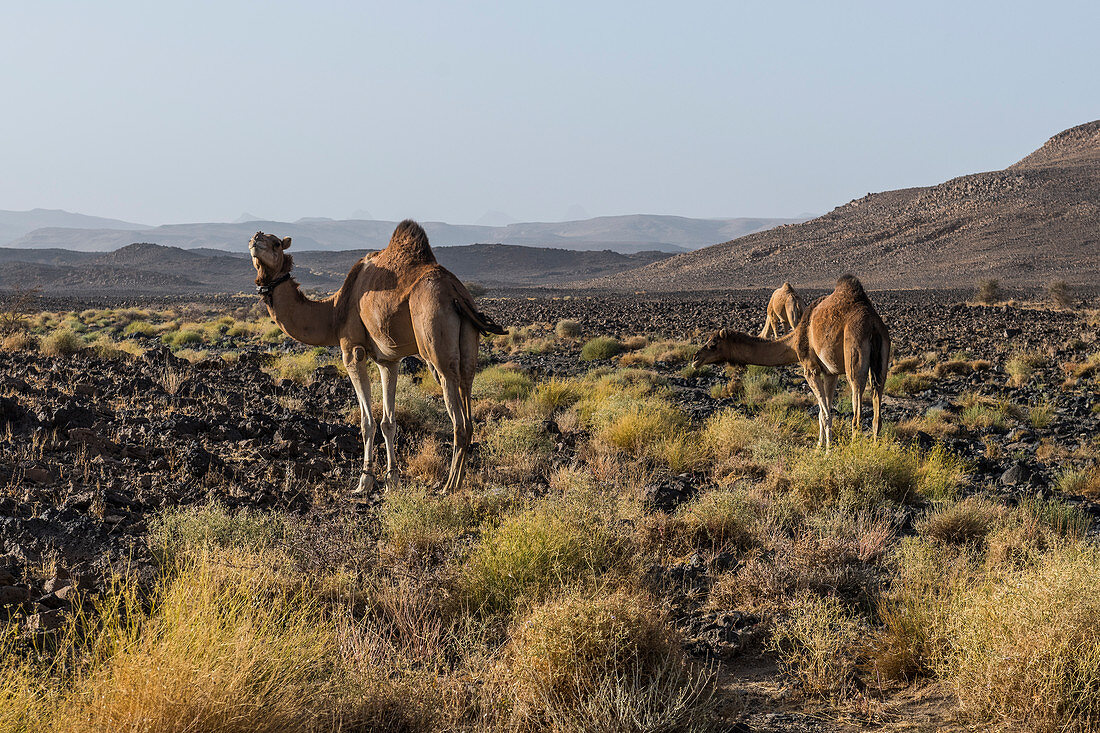 Kamele in Assekrem, Tamanrasset, Hoggar-Gebirge, Algerien, Nordafrika, Afrika