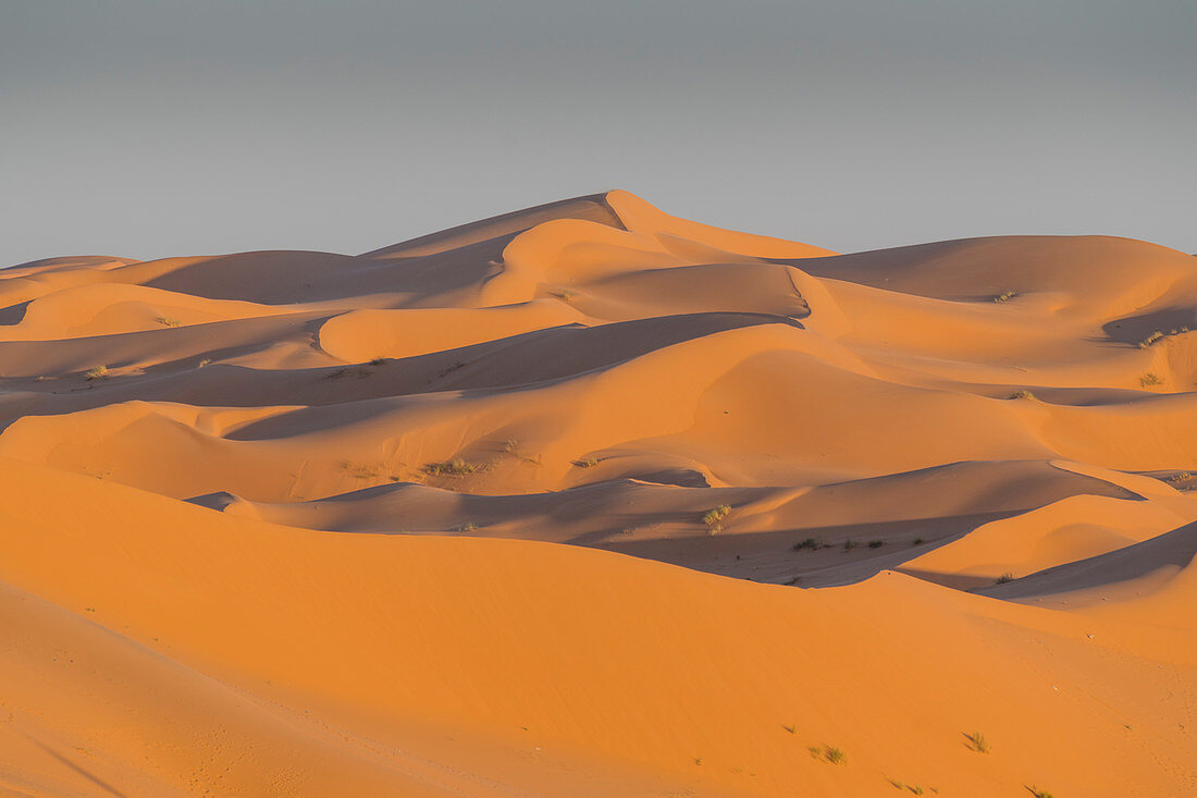 Massive Sanddünen hinter der Oase von Taghit, Westalgerien, Nordafrika, Afrika