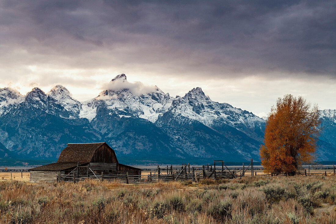 Mormon Row and Teton Range, Grand Teton National Park, Wyoming, United States of America, North America