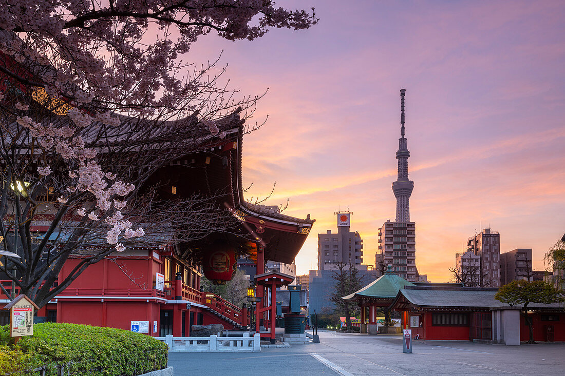 Sonnenaufgang am Sensoji-Tempel in der Kirschblütenzeit, Tokio, Japan, Asien