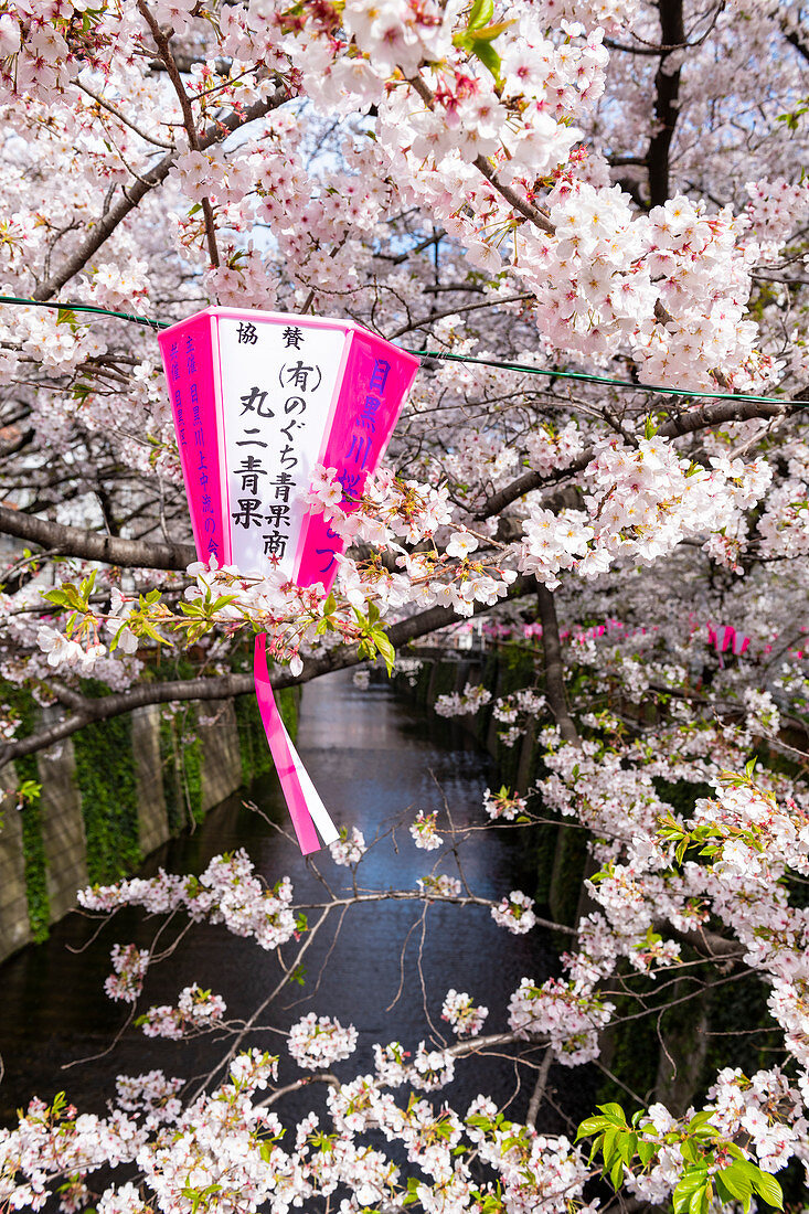 Meguro River während der Kirschblütenzeit, Tokio, Japan, Asien