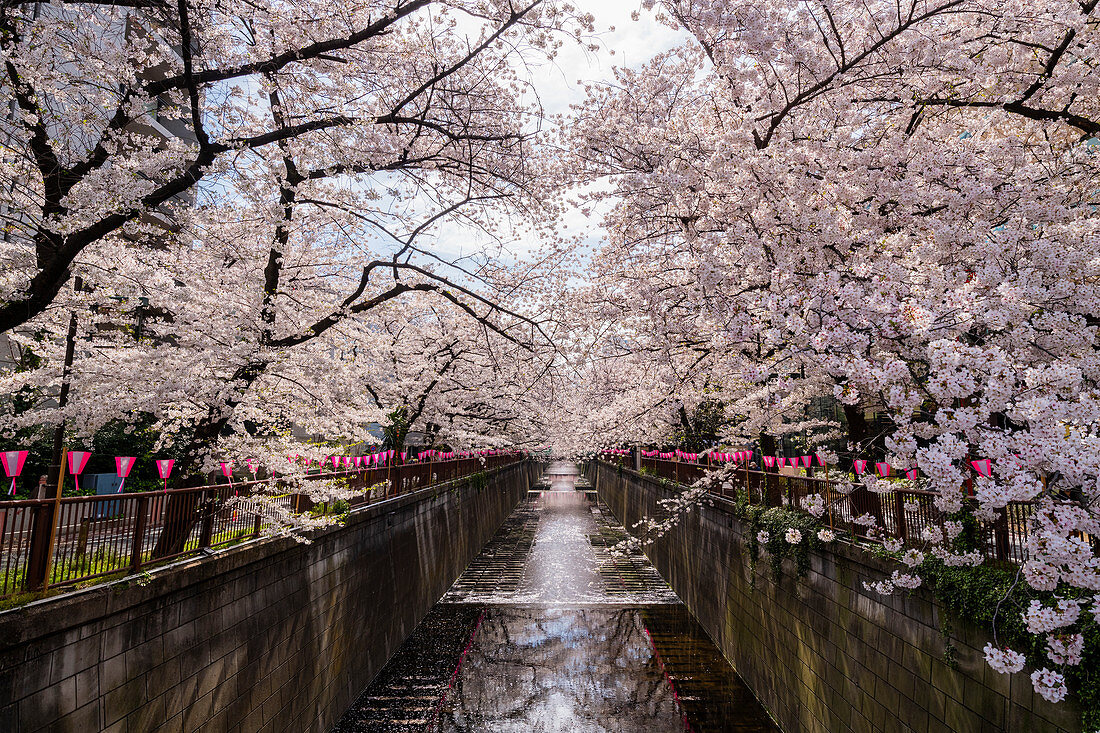 Meguro River während der Kirschblütenzeit, Tokio, Japan, Asien