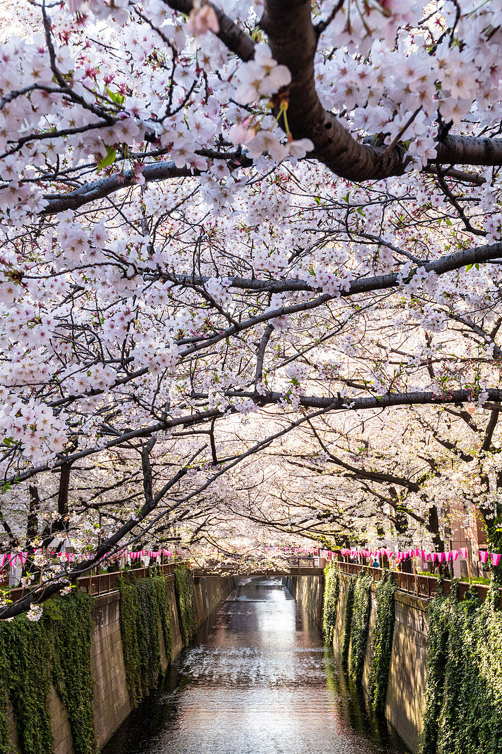 Meguro River während der Kirschblütenzeit, Tokio, Japan, Asien
