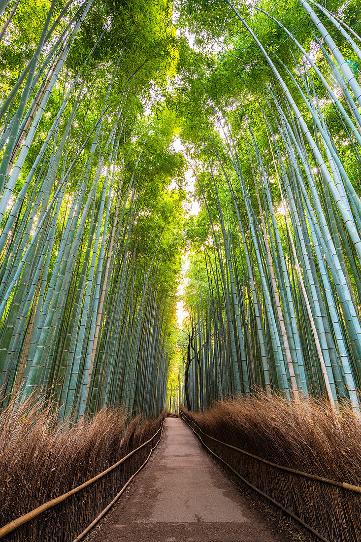 Arashiyama Bamboo Grove, Kyoto, Japan, Asia