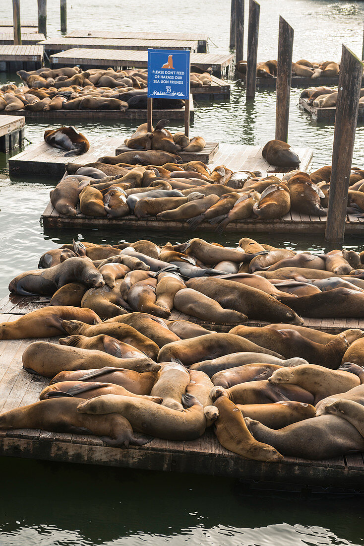 Seals at Pier 39, San Francisco, California, United States of America, North America
