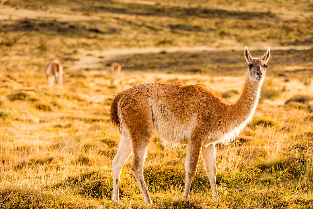 Guanaco posing in the wild of Torres del Paine National Park, Patagonia, Chile, South America