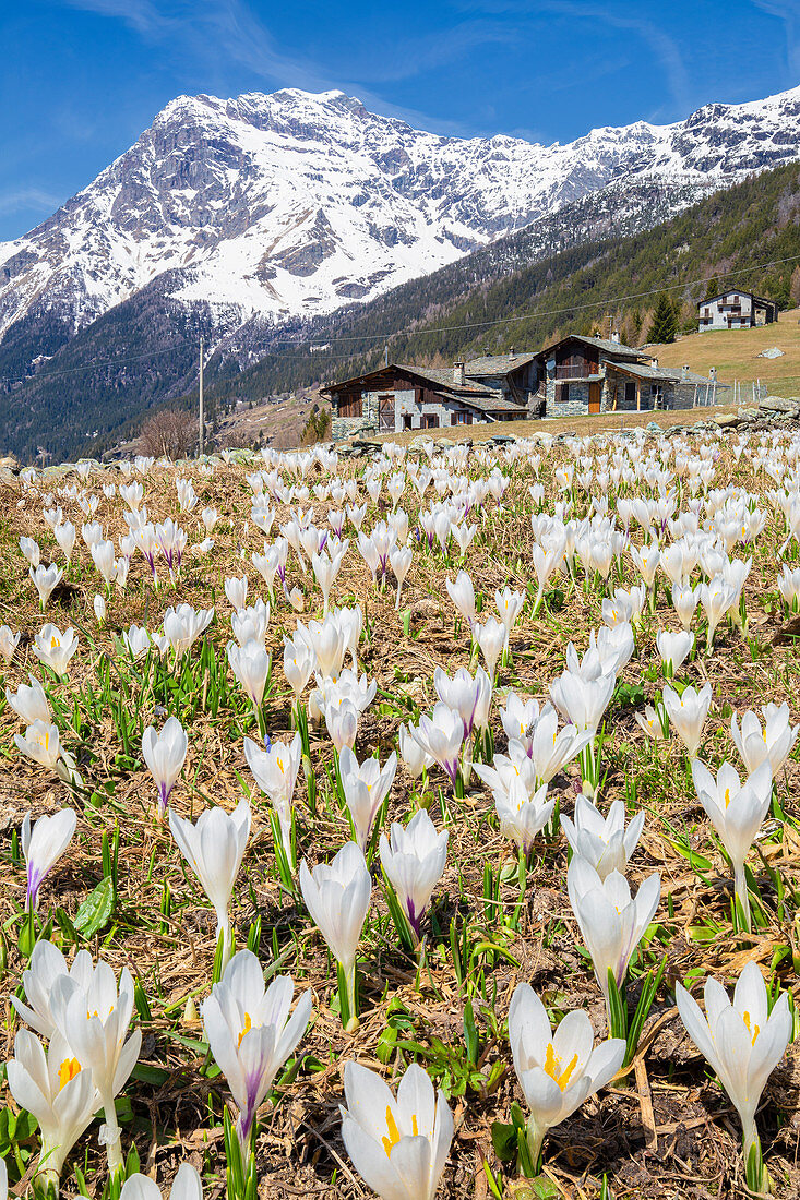 Blüte von Crocus Nivea, Valmalenco, Valtellina, Lombardei, Italien, Europa