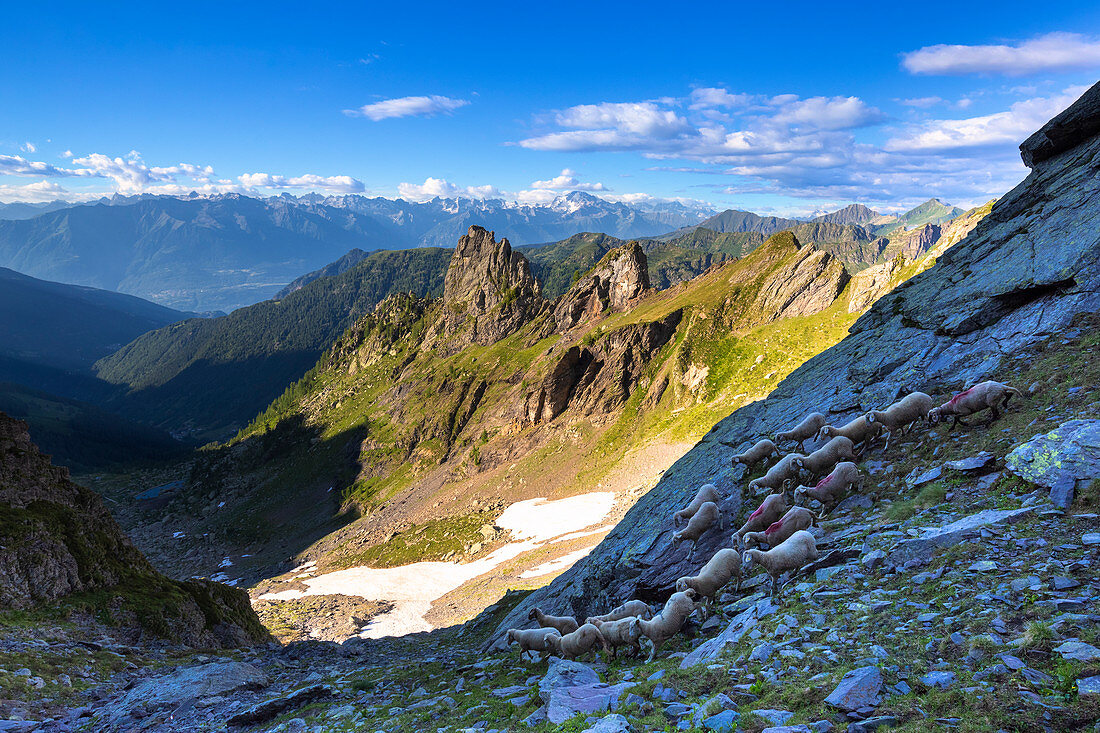 Flock of sheep at high altitude, Valgerola, Orobie Alps, Valtellina, Lombardy, Italy, Europe