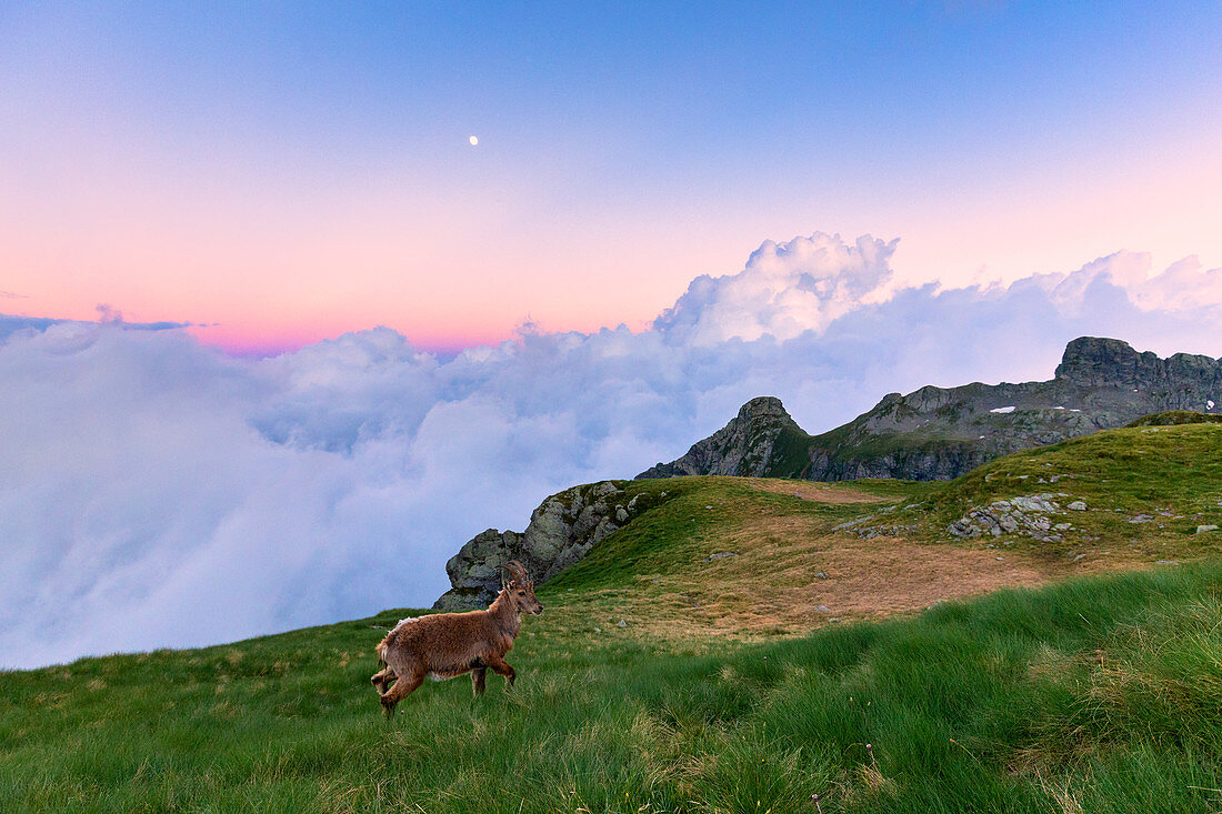 Junger Steinbock im Gras mit Wolken im Hintergrund, bei Sonnenuntergang, Valgerola, Orobie-Alpen, Valtellina, Lombardei, Italien, Europa