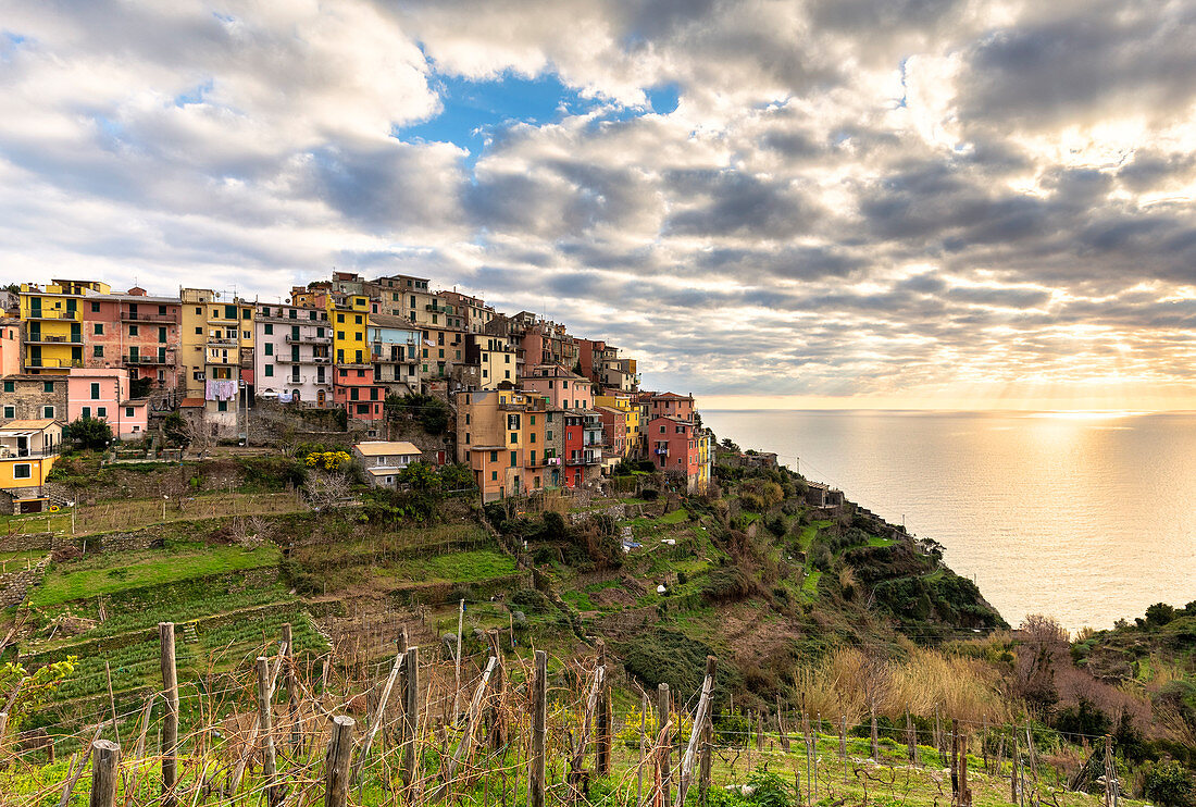 Bunte Häuser von Corniglia bei Sonnenuntergang, Cinque Terre, UNESCO-Weltkulturerbe, Ligurien, Italien, Europa