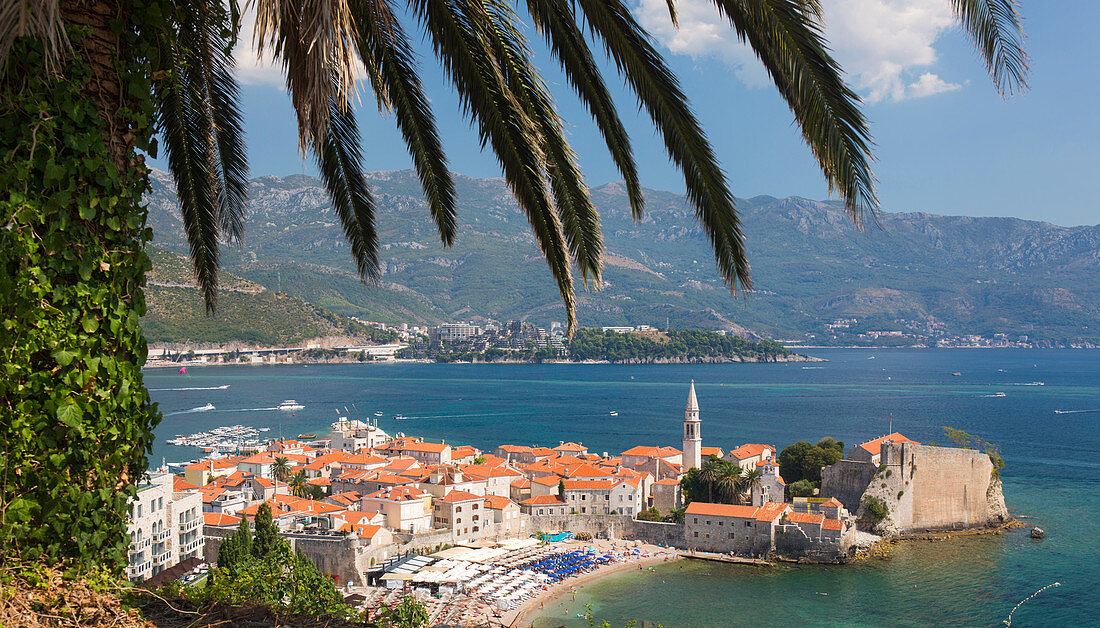 View over crowded beach to the Old Town (Stari Grad), and Budva Bay, palm-tree in foreground, Budva, Montenegro, Europe