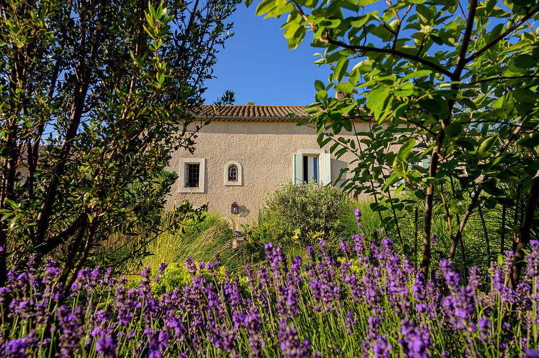 House with lavender in the garden, Occitania, France