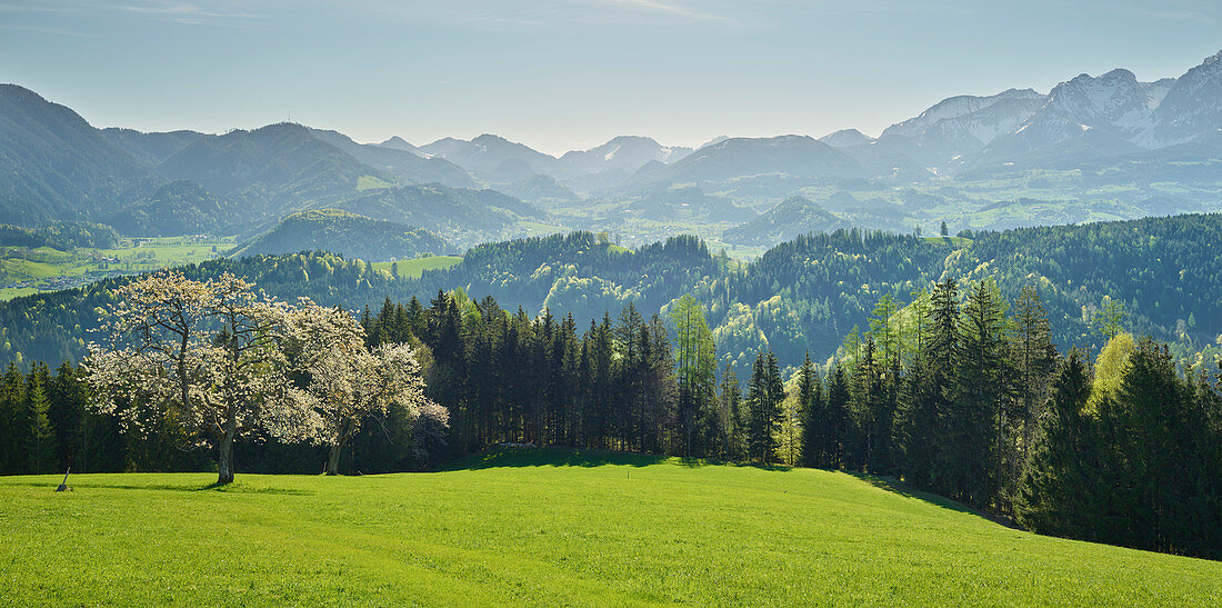 blühender Kirschbaum, Windischgarsten, Oberösterreich, Österreich