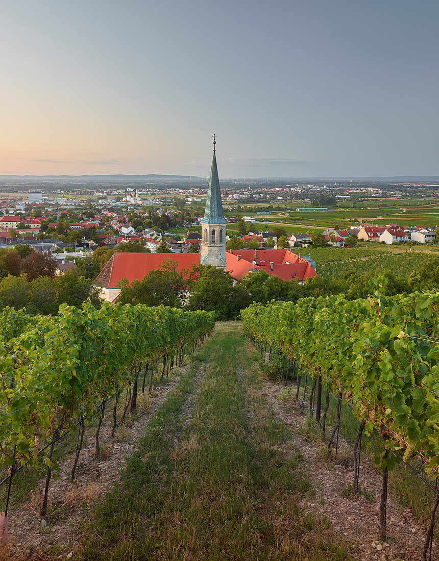 View of Gumpoldskirchen, St. Michael Church, thermal region, Lower Austria, Austria