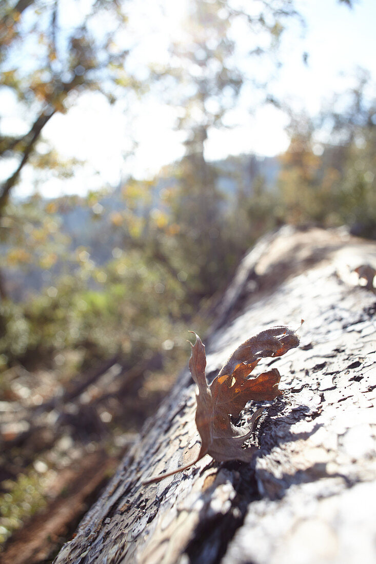 Herbstplatt im Gegenlicht im Yosemite Park, Kalifornien, USA