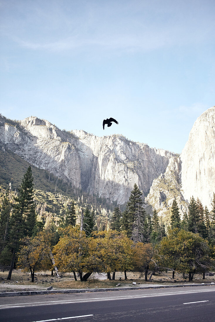 Crow flies over a road in Yosemite National Park.