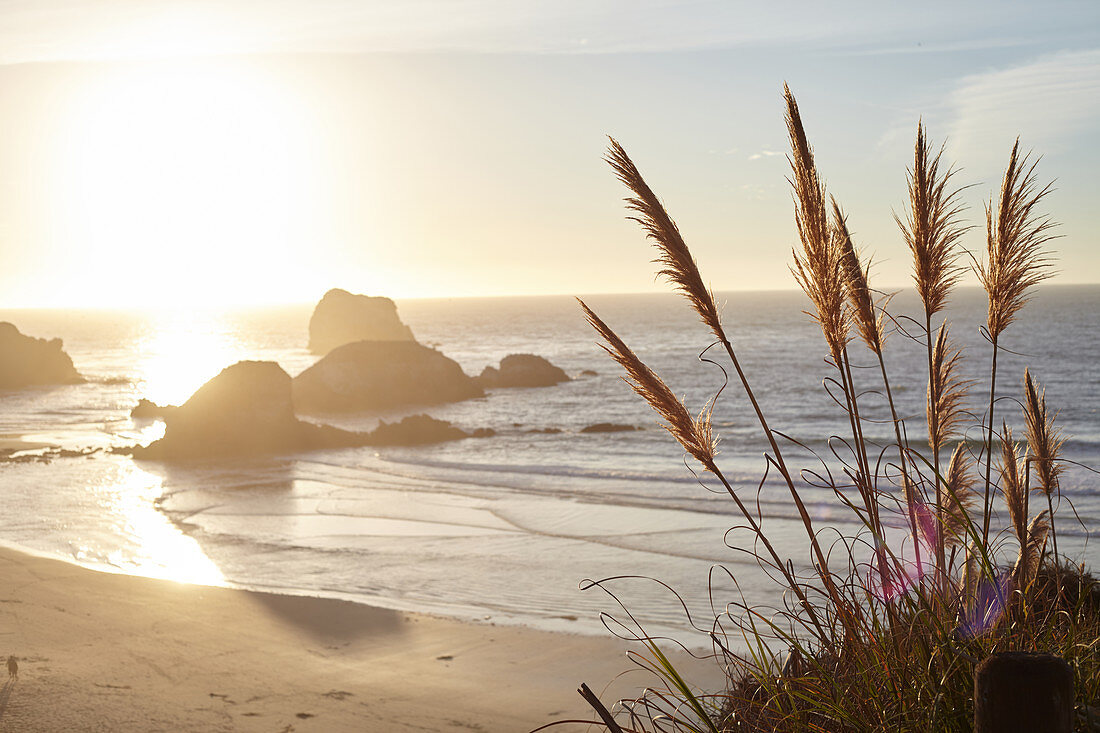 Gräser bei Sonnenuntergang am Strand von Big Sur, Kalifornien, USA