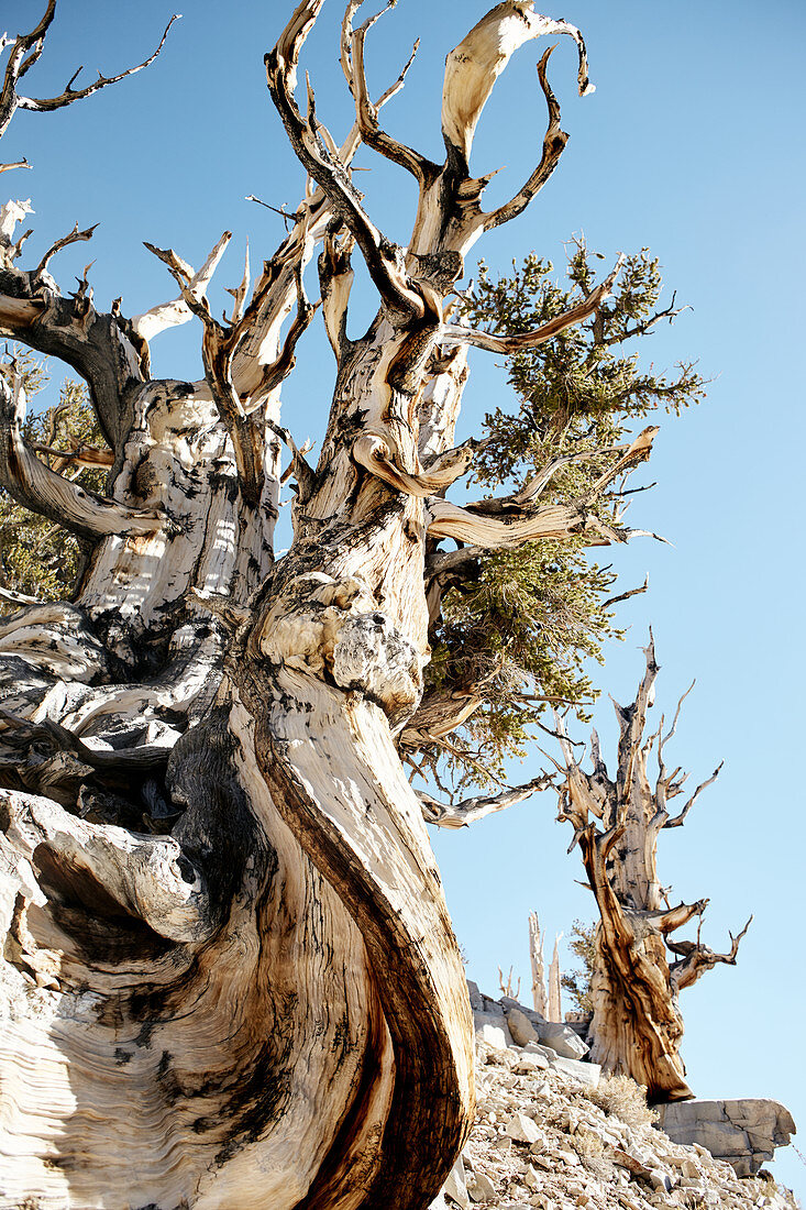 Ancient Bristlecone Pine, Kalifornien, USA\n