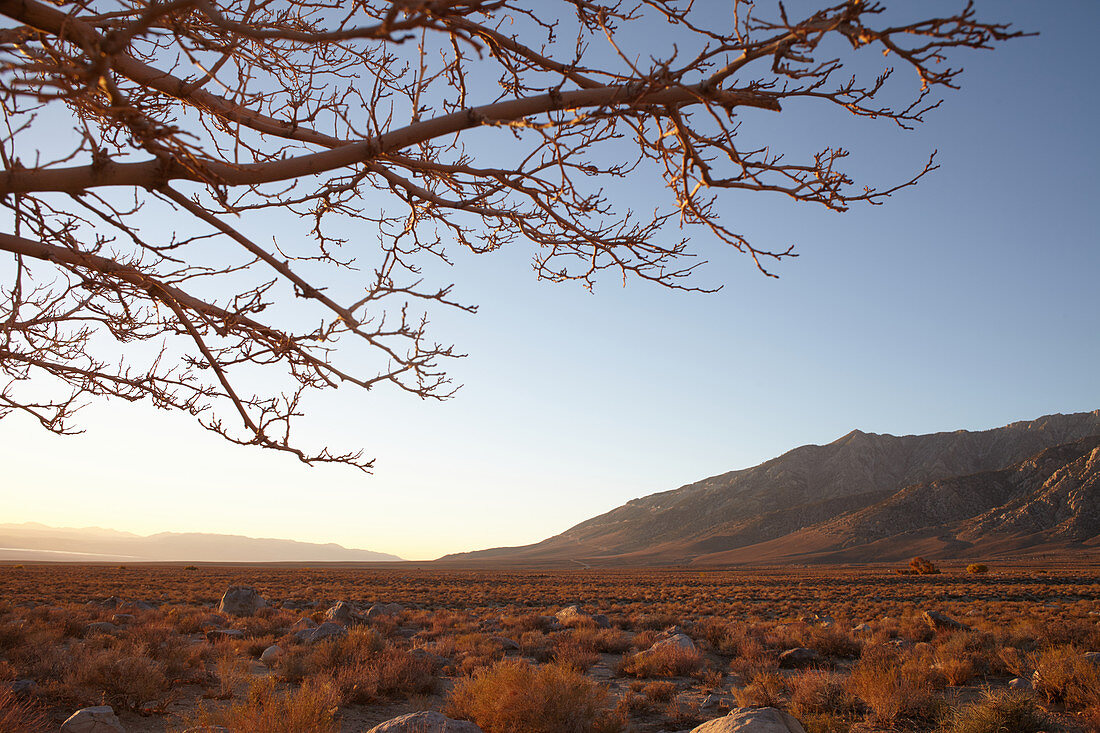 Sunset with branches against the steppe landscape in front of the White Mountains, Eastern Sierra, California, USA.