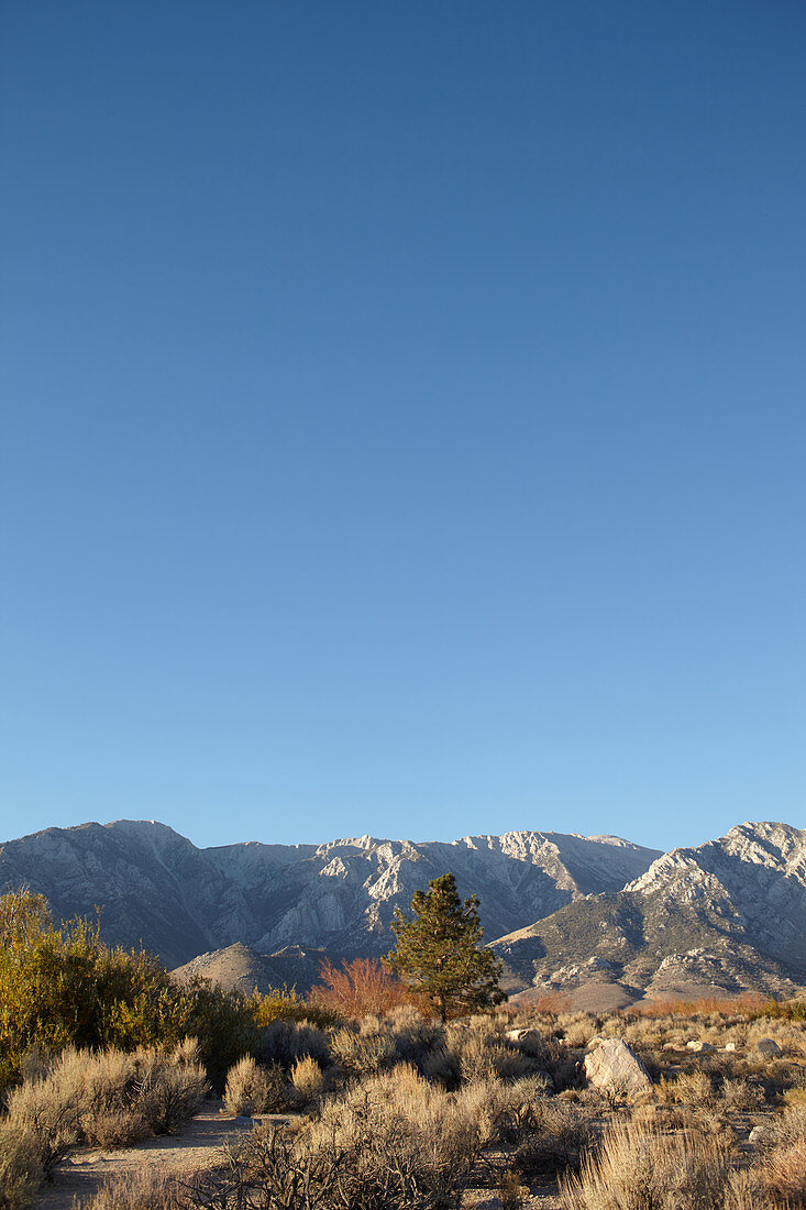 Steppenlandschaft vor den White Mountains, Eastern Sierra, Kalifornien, USA