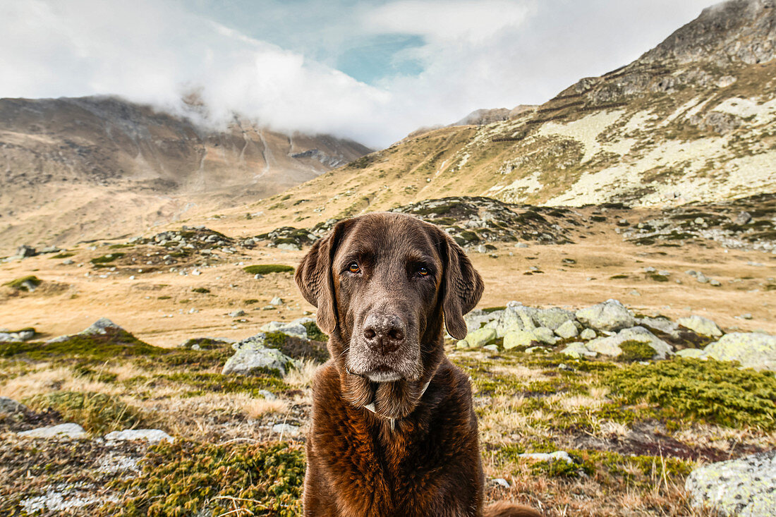 Brown Labrador sits in the barren mountain landscape on the Julier Pass, Graubünden, Switzerland Europe.
