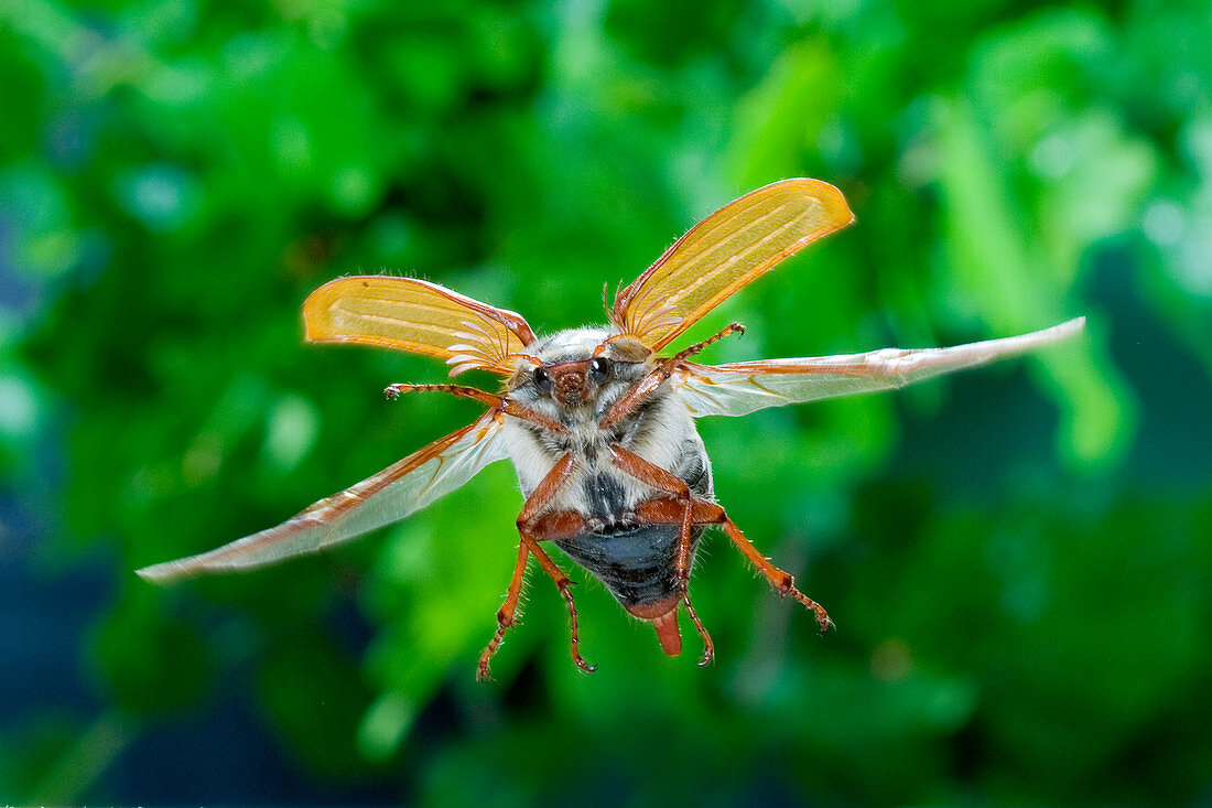 Gemeiner Maikäfer (Melolontha melolontha) fliegt, Niederlande, Europa