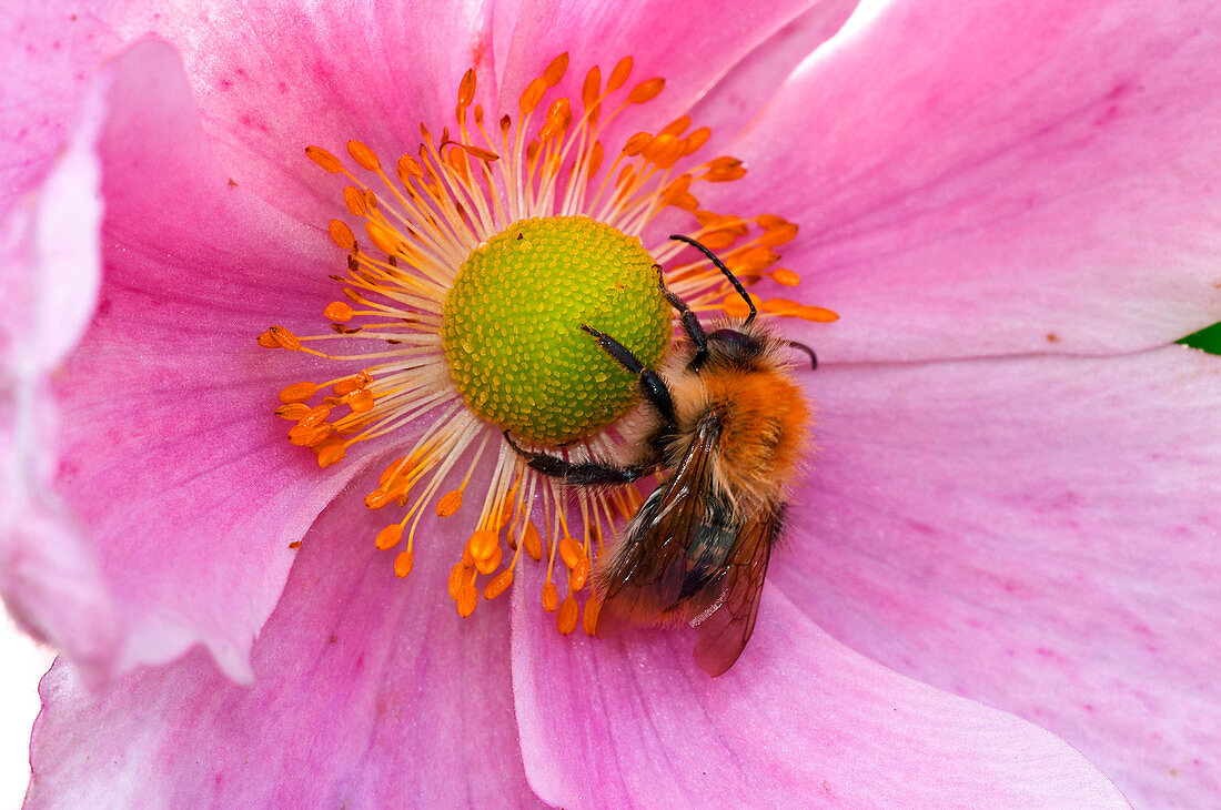 Braune Hummel (Bombus pascuorum) sammelt Pollen, England