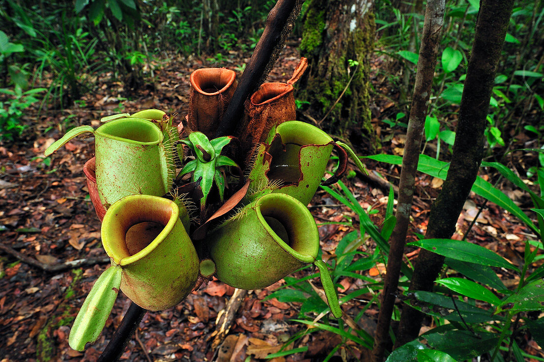 Flaschenförmige Kannenpflanze (Nepenthes ampullaria), Nationalpark Tanjung Puting, Borneo, Indonesien, Asien