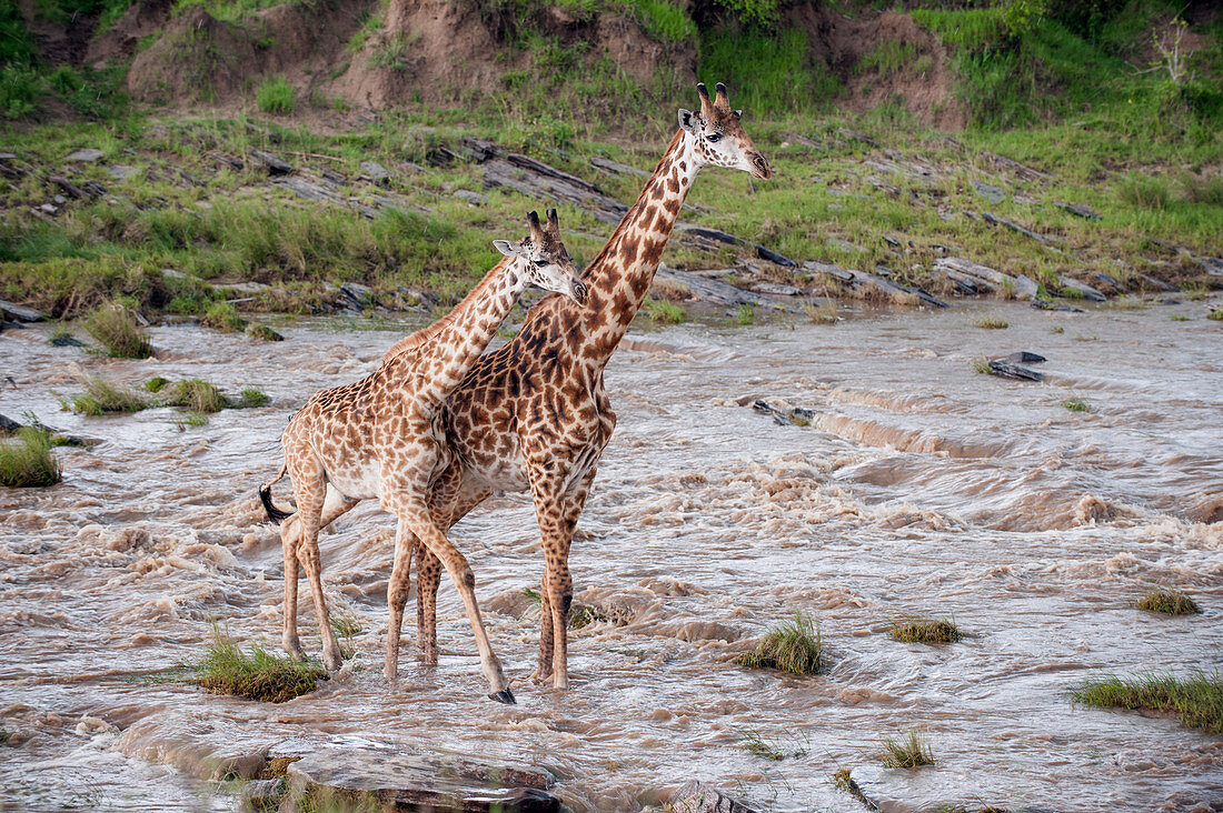Masai Giraffe (Giraffa tippelskirchi) Mutter und Kalb überqueren Fluss, Masai Mara, Kenia, Afrika