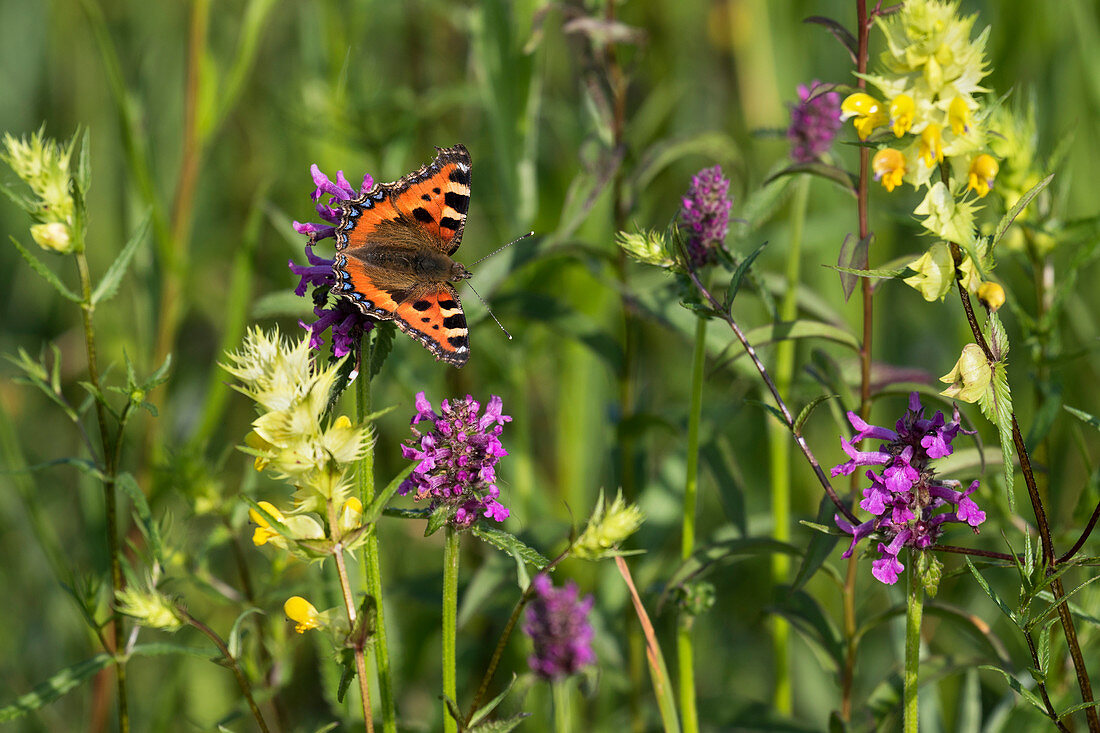 Kleiner Schildpatt (Aglais urticae) Schmetterling, Oberbayern, Deutschland
