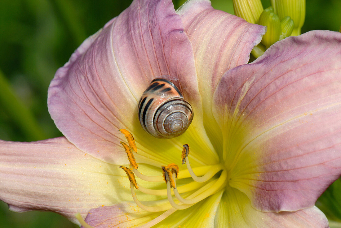 Dunkellippige Schnecke (Cepaea nemoralis) auf einer Taglilienblume