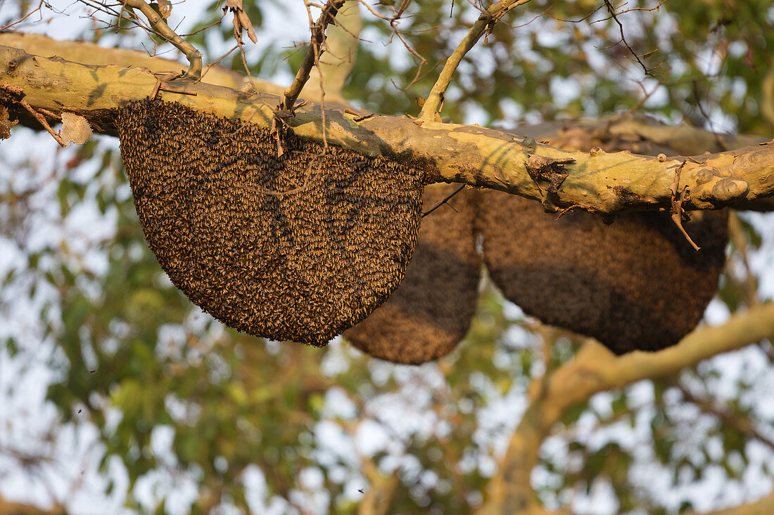 Aasiatische Honigbiene (Apis cerana), Schwarm auf Zweig im Baum, Tadoba-Nationalpark, Maharashtra, Indien