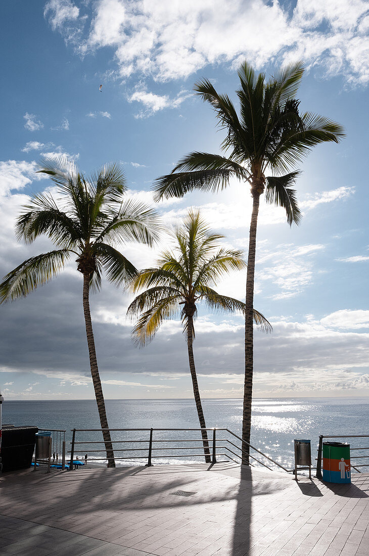 Palmen an der Strandpromenade von Puerto Naos, La Palma, Kanarische Inseln, Spanien, Europa